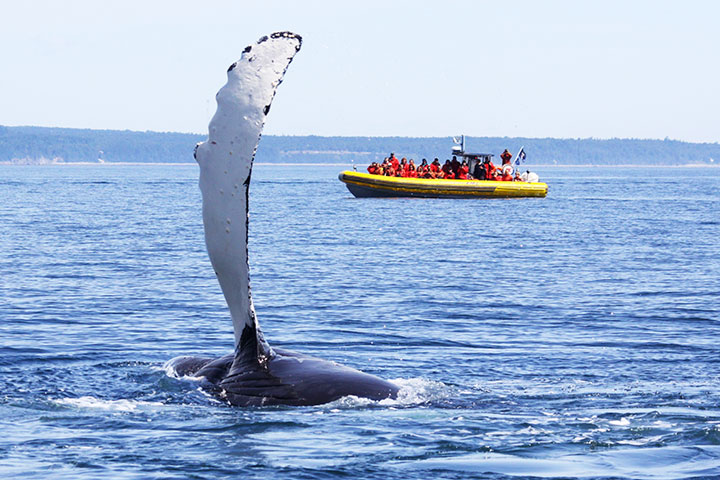 Info Baleine | Croisières Aux Baleines Au Québec